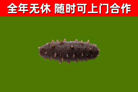 丹阳烟酒回收干海参.jpg